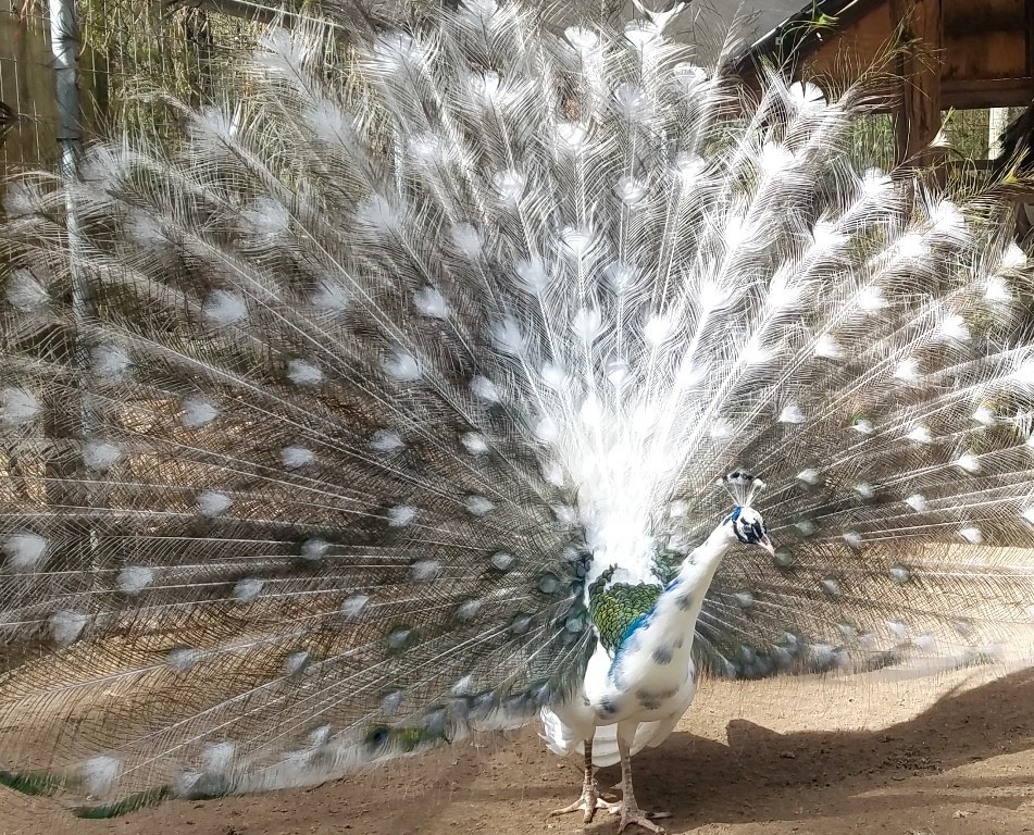 *5* Peacock Peafowl Hatching Eggs Variety Pack! *Ready Now* *NPIP*