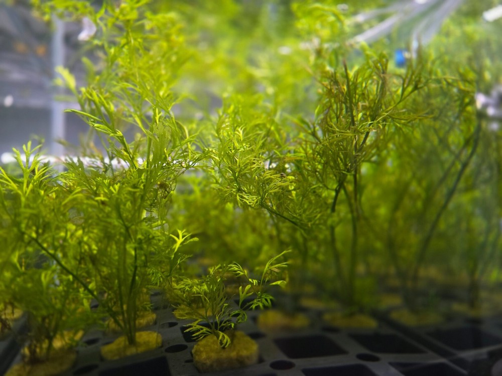 10 Gallon bundle 10 Aquatic Plants