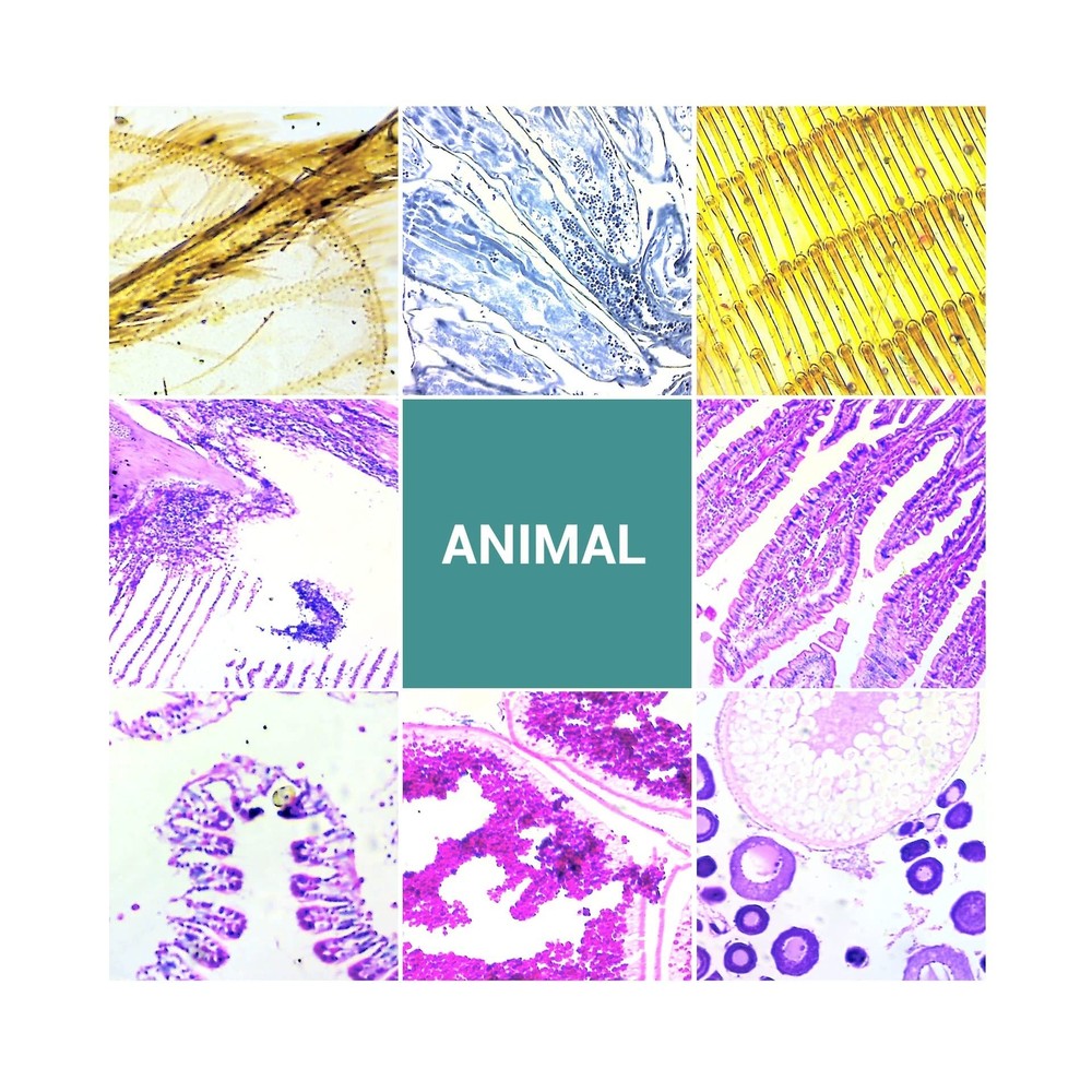 100Pcs Microscope Slides with Specimens, Prepared Microscope Slides with Inse...