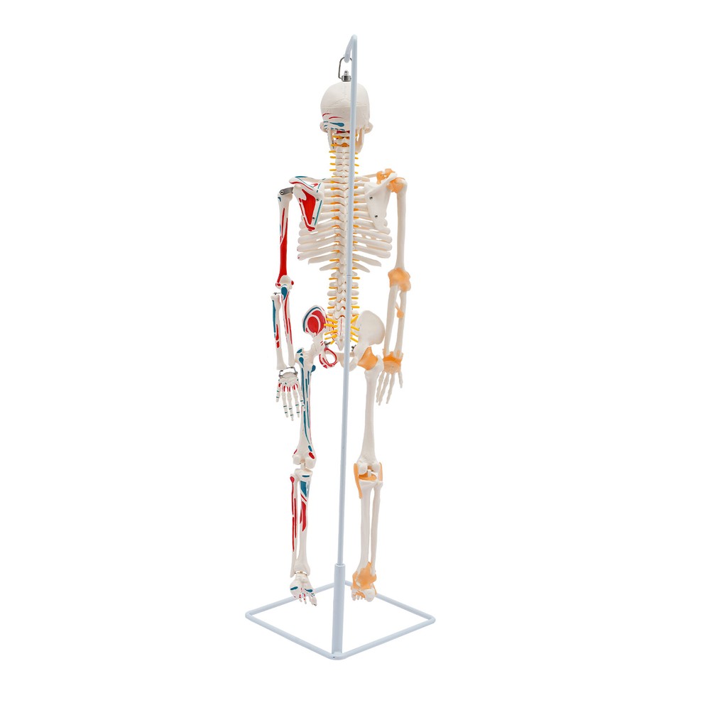 NEW 34" Modern Hanging Style Human Skeleton Model Includes Joint Ligaments White