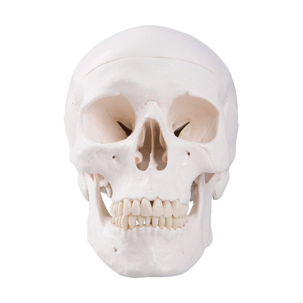 High-Quality Anatomical Human Skull Model with Removable Cap for Students