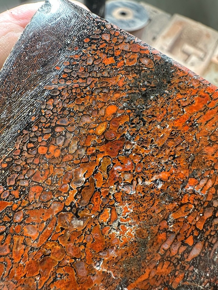 Dinosaur bone polished end cut specimen.