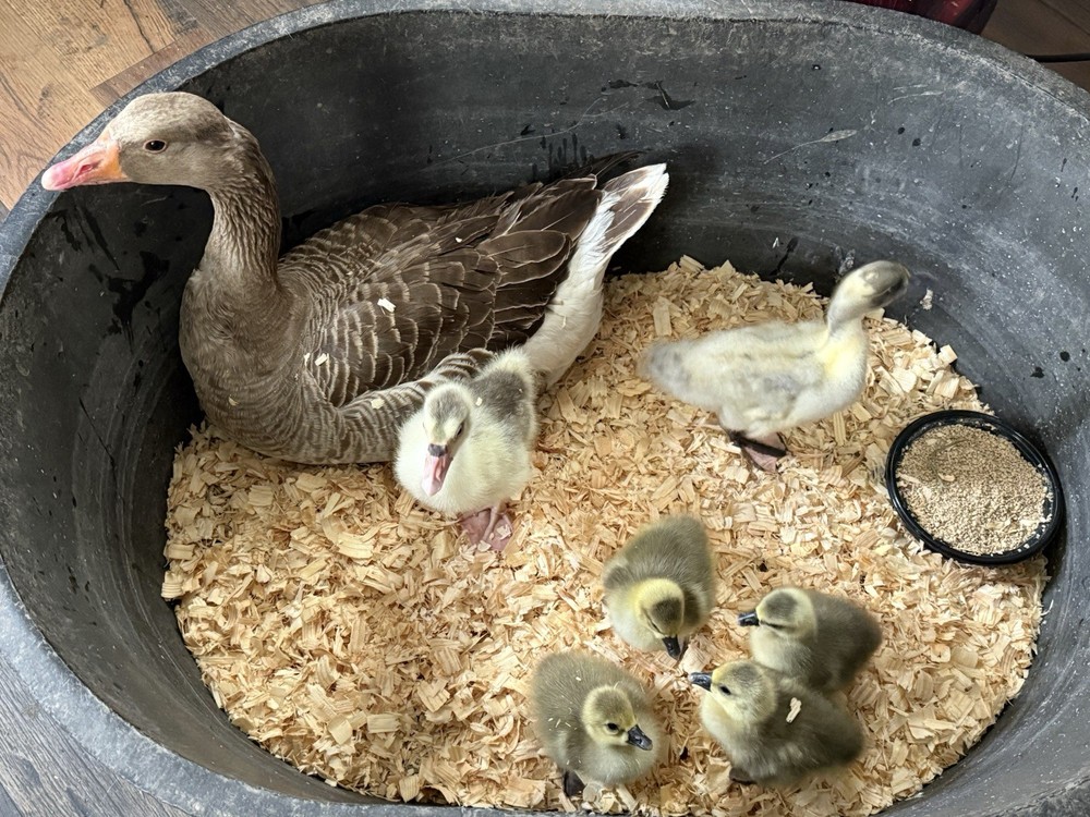 SURPRISE Mixed Chicken, Duck, Goose hatching eggs