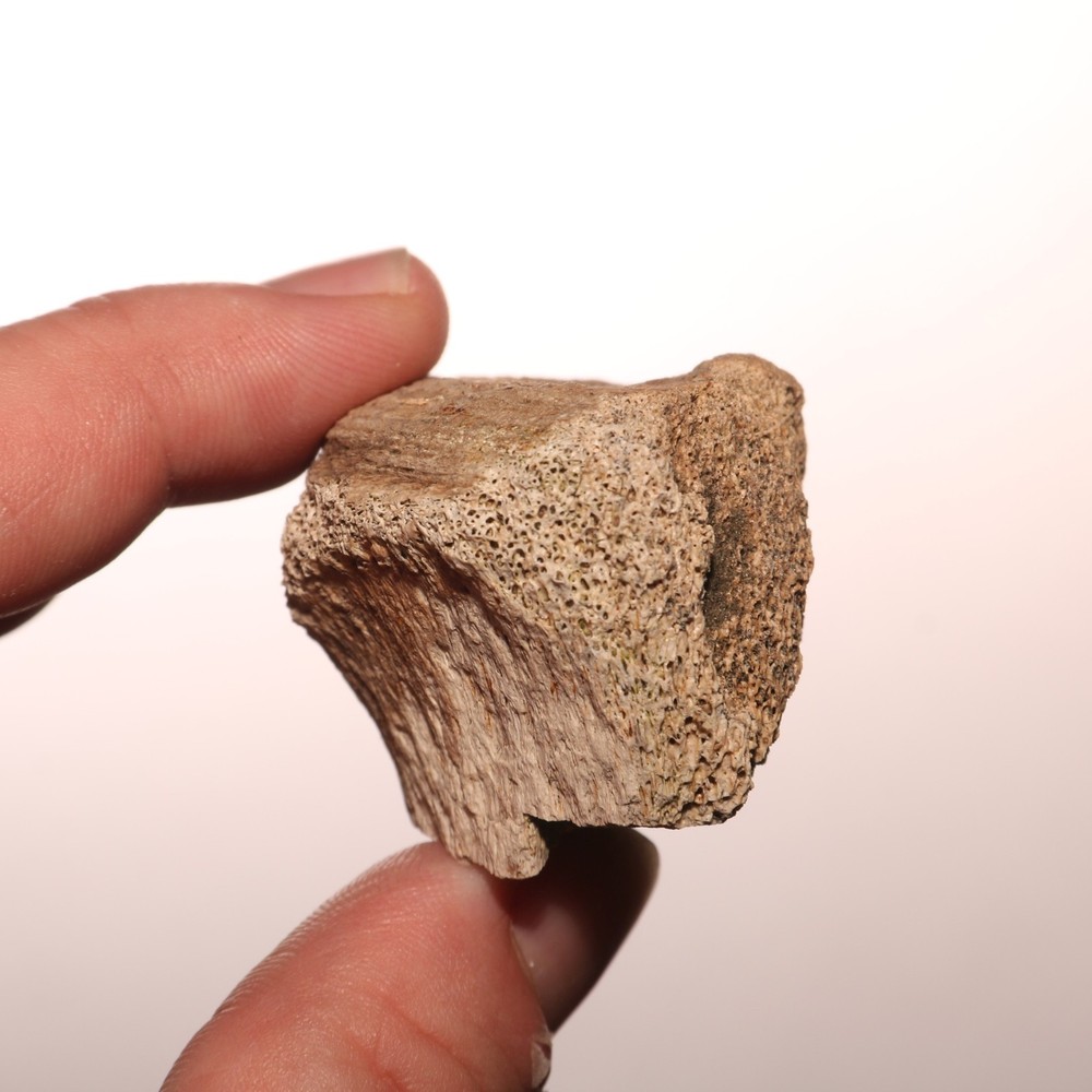 Dinosaur Vertebrae Partial Great Texture - CRETACEOUS Hell Creek Formation NICE
