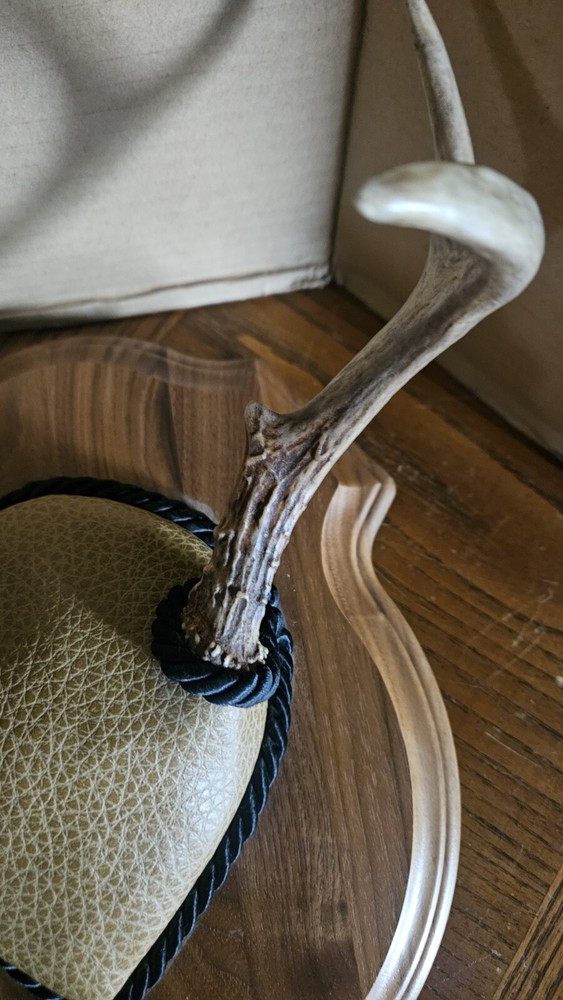 Mounted Deer Antlers 6 Point