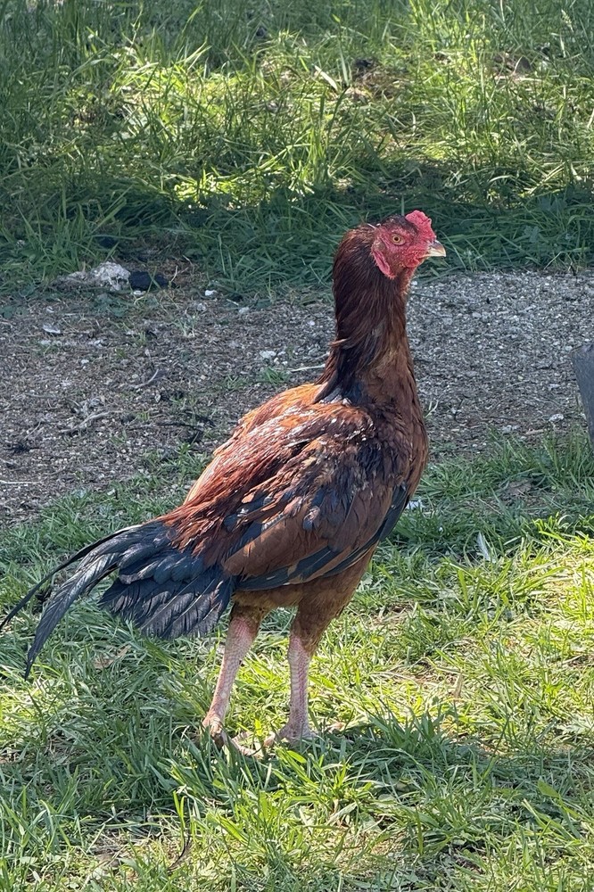 Farm Chicken has Indian/Pakistani  Hatching Eggs