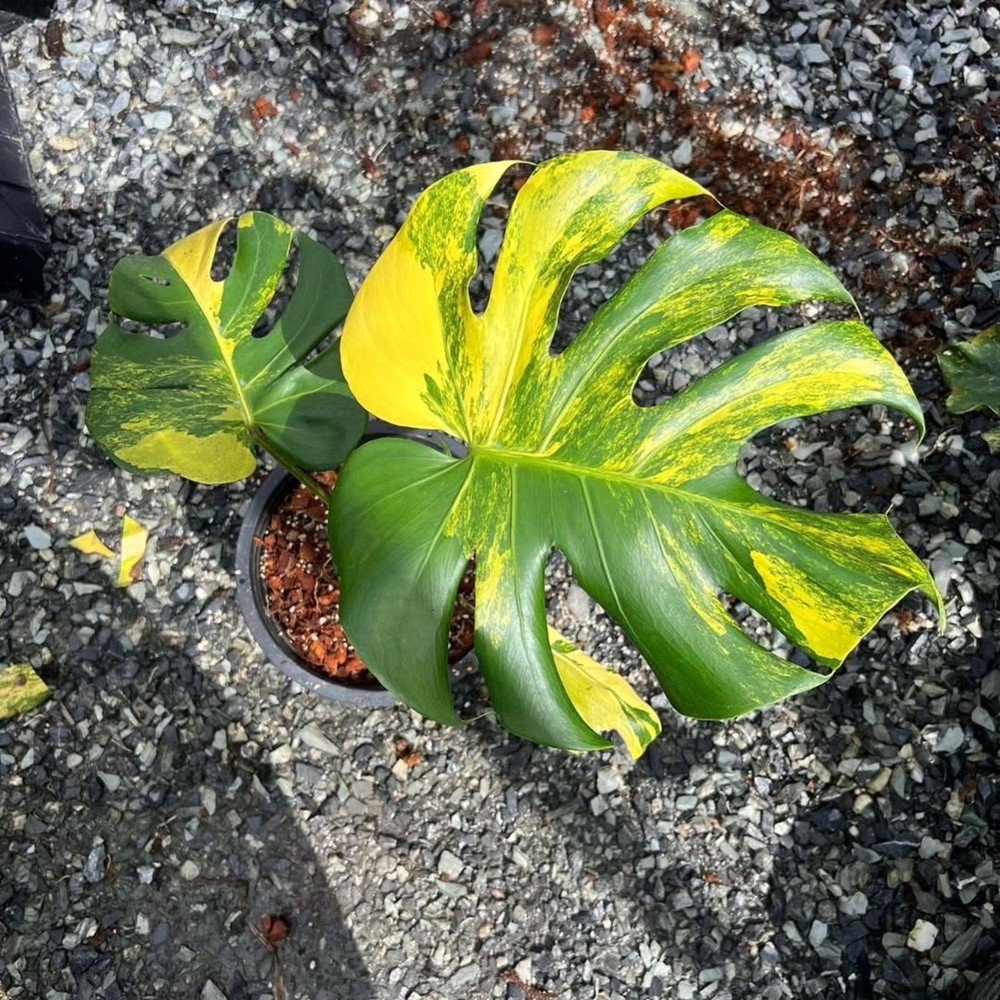 Monstera Yellow Marilyn Kunzo Variegated Free Phyto