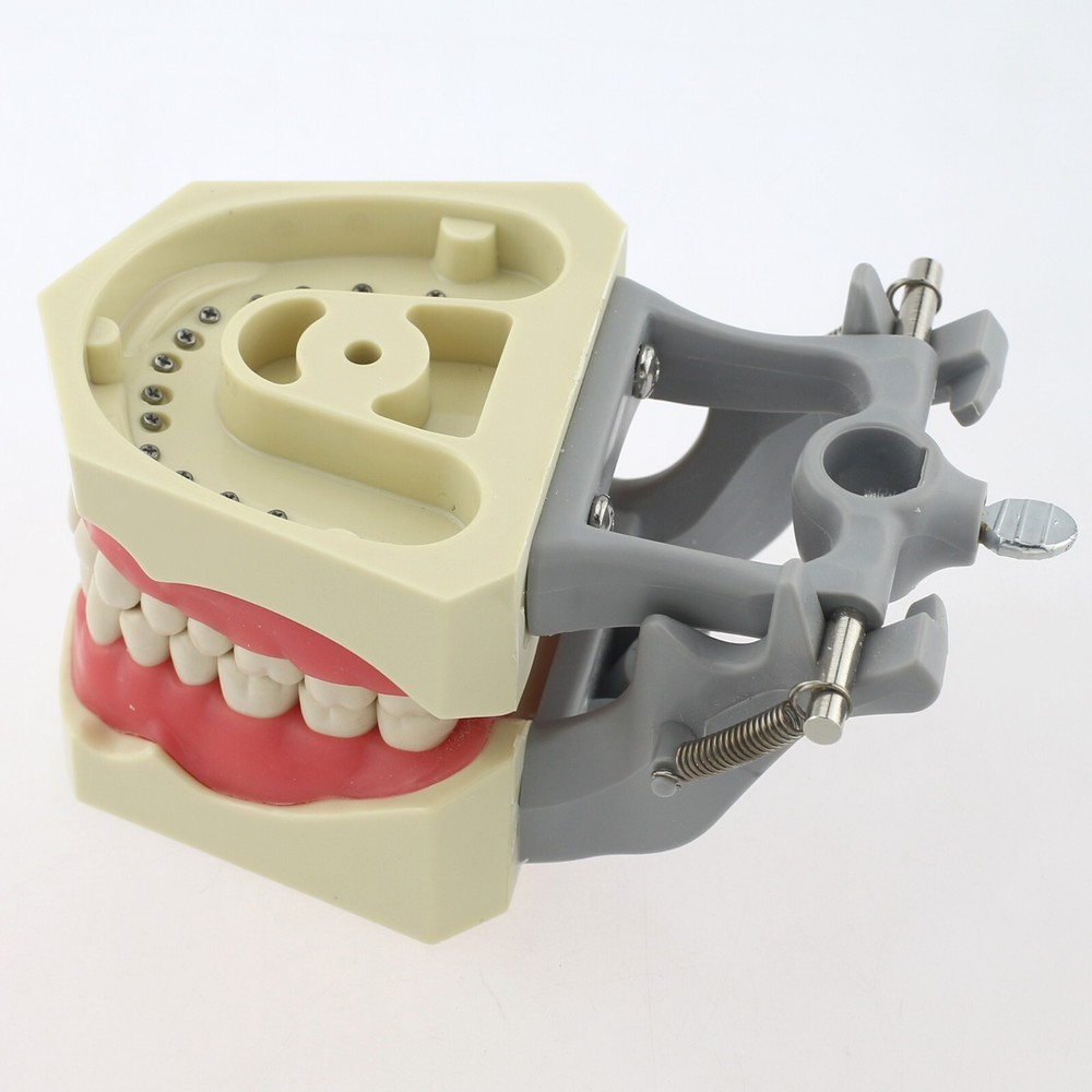 Dental Typodont Teeth Model Columbia 860 Dentoform Removeable UR UL LL LR Teeth