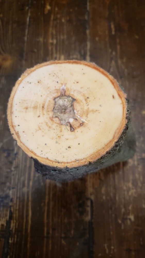 MAPLE Turning Crotch Log 10" Long M4111