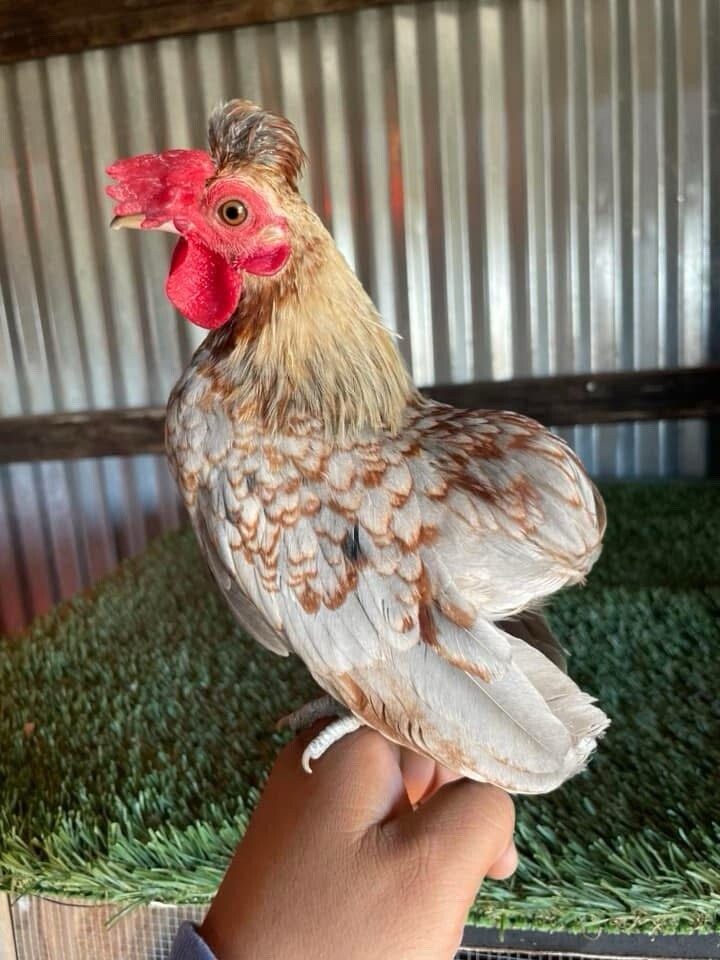 Kikiriki Bantam Hatching Eggs 8++