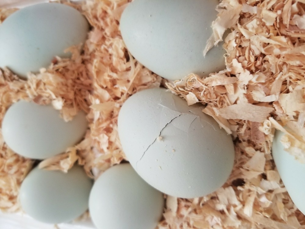 *EXTREMELY RARE* White Legbar Chicken Fertile Hatching Eggs -BLUE EGGS