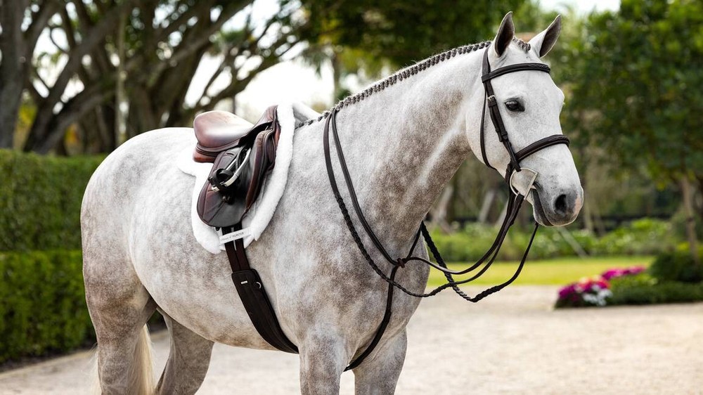 LeMieux Merino+ ProSorb Hunter Show Pad - White
