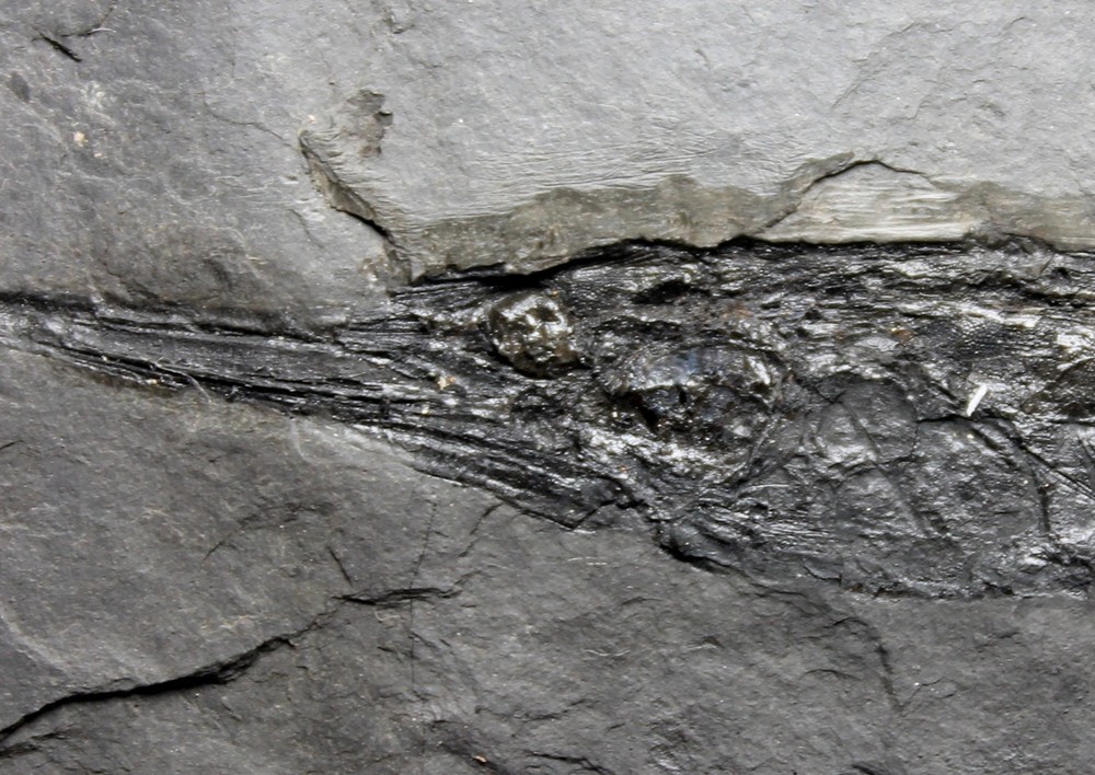 Centriscus - The best, big fossil fish