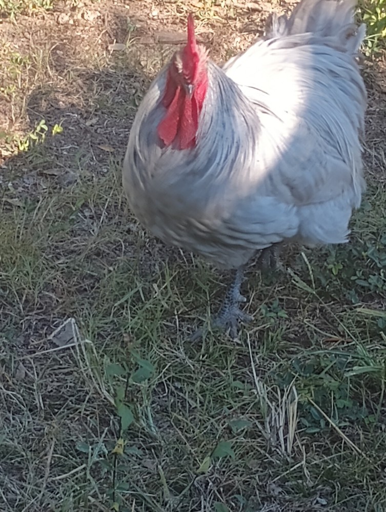 **RARE**(6) Lavender Orpington Hatching Eggs