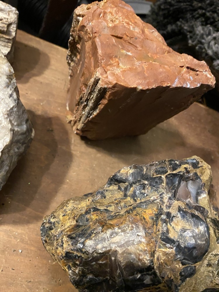 Petrified Wood Collection