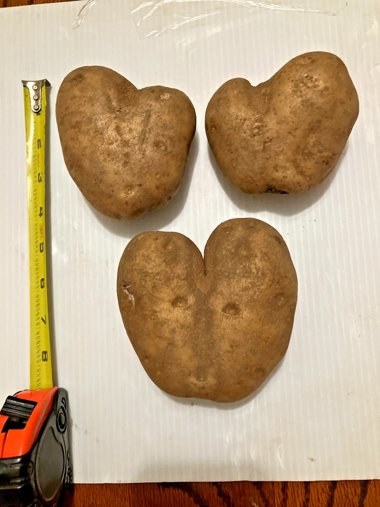 (3) Heart Shaped Potatoes