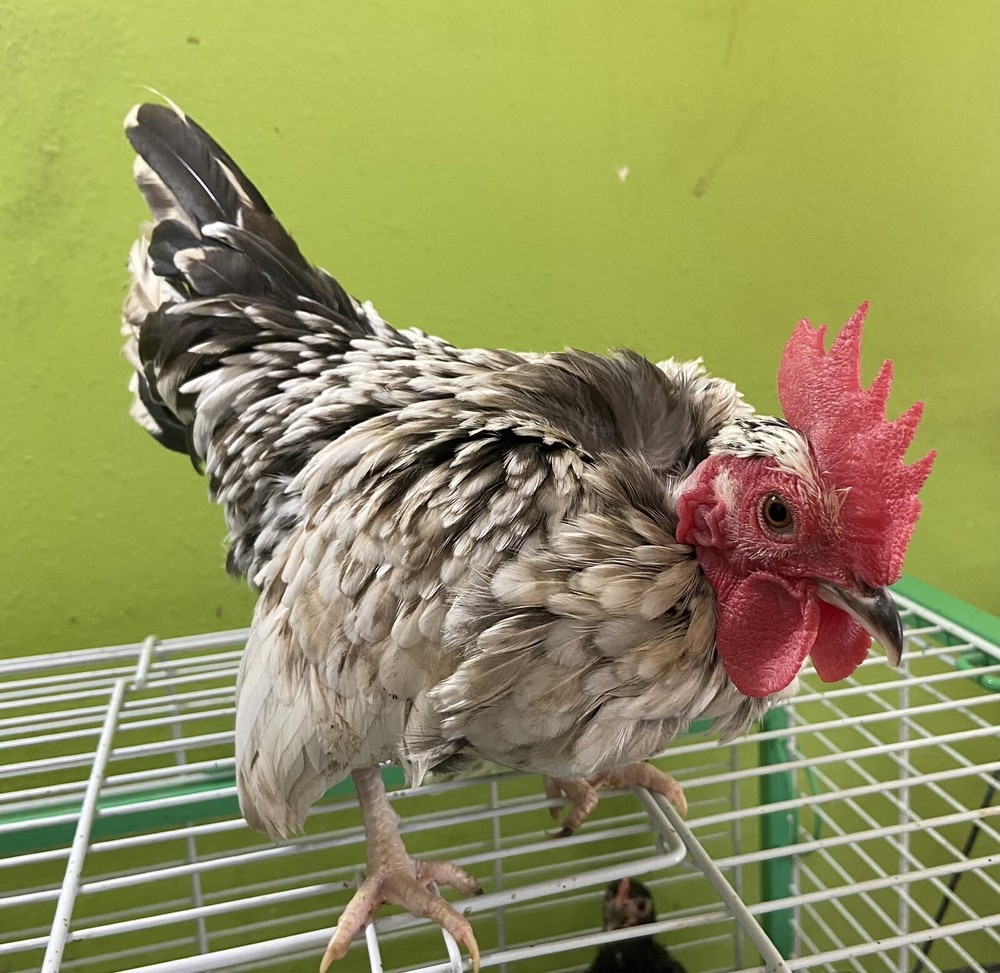 20+ 2 Micro Kikiriki Serama Hatching Eggs 4H Projects Teacup chickens