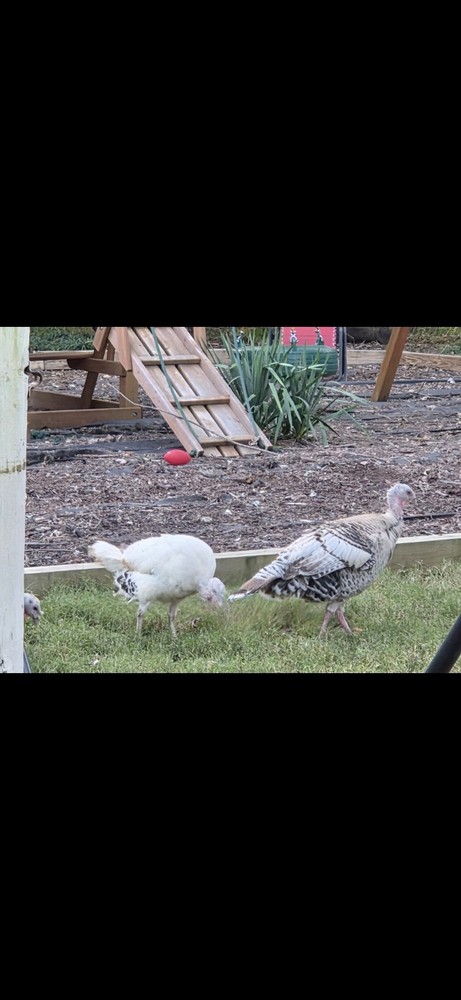 Turkey Hatching Eggs Fall Fire Slate Mix Heritage Varieties 6++