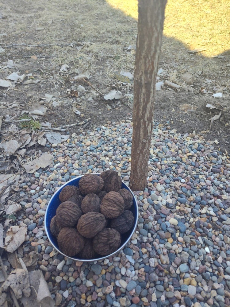 30 Black Walnuts-2025 Harvest