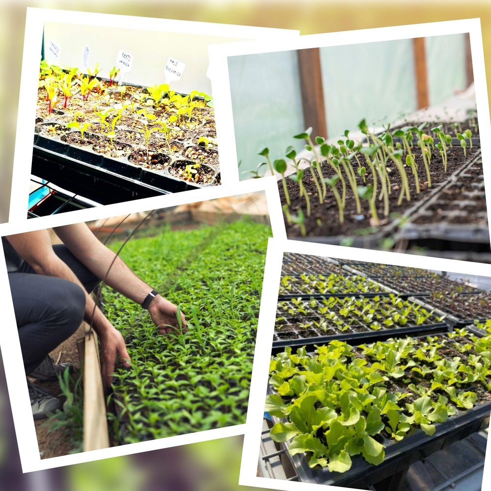 (20Pack) 72-Cell Seed Starter Trays with Dibber, 10 Pack Nursery Starting wit...