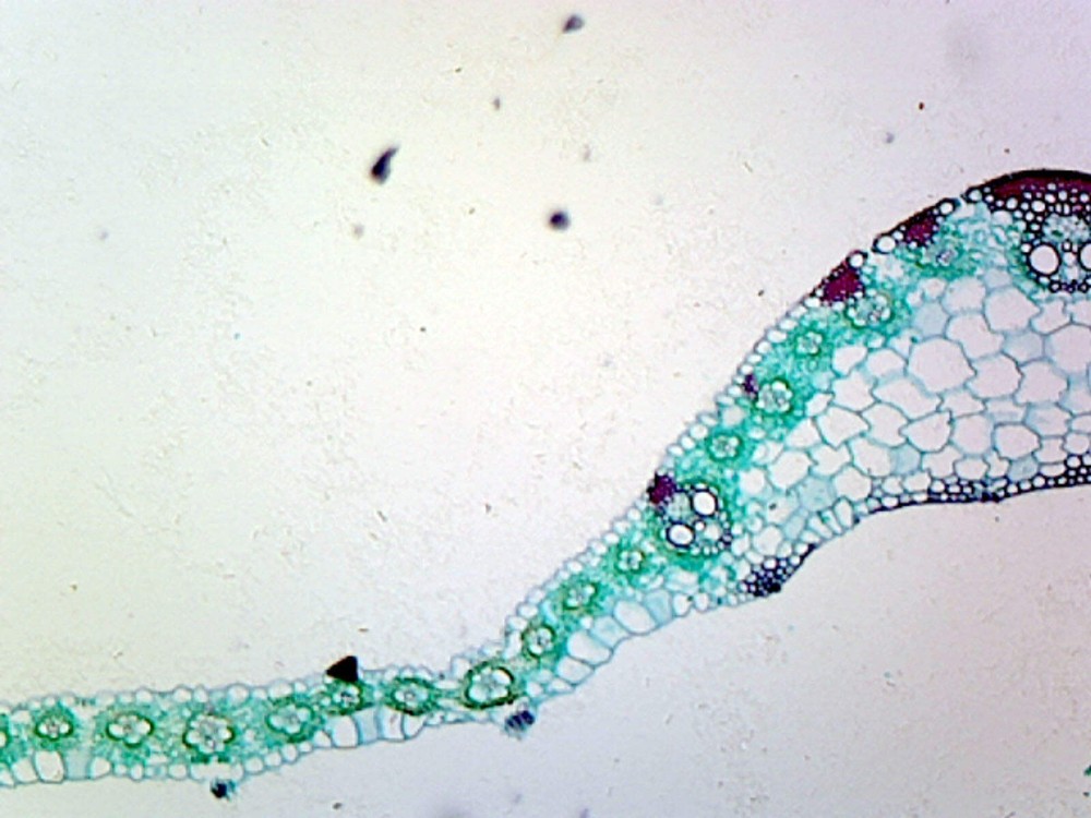 Slide, Angiosperm Leaf; Monocot; Showing General Structures; Cross Section