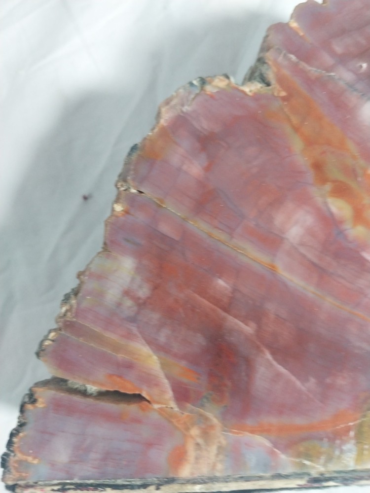 Fossilized Wood Chunk, Petrified Wood