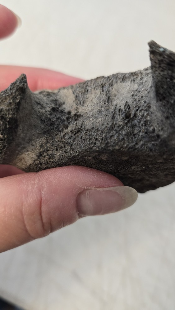 Fossilized Mosasaurus? Vertebra? Reptile Bone? Dinosaur? Real? Replica? READ