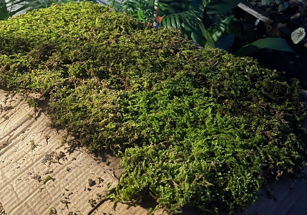Fresh Sheet Moss. 3 to 5 lb. Box - Approx. 3.5 square ft.