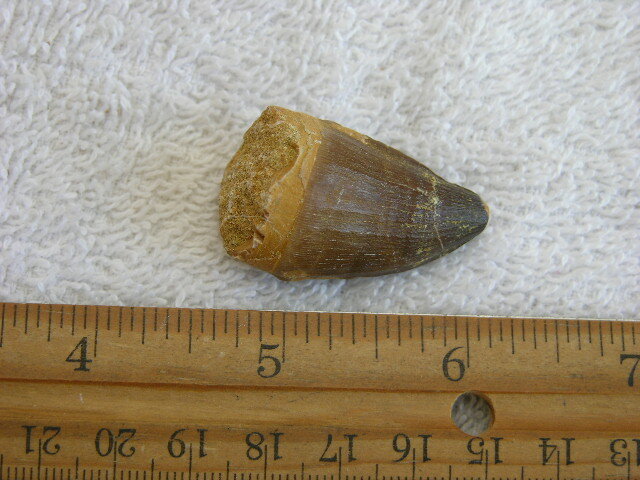 Dinosaur tooth bigger Mosasaurus 1.5-2 inch SA91