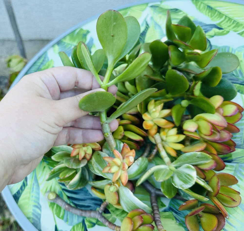 15 fresh Succulent Cuttings Starter Pack 1”-4” large assortment beautiful