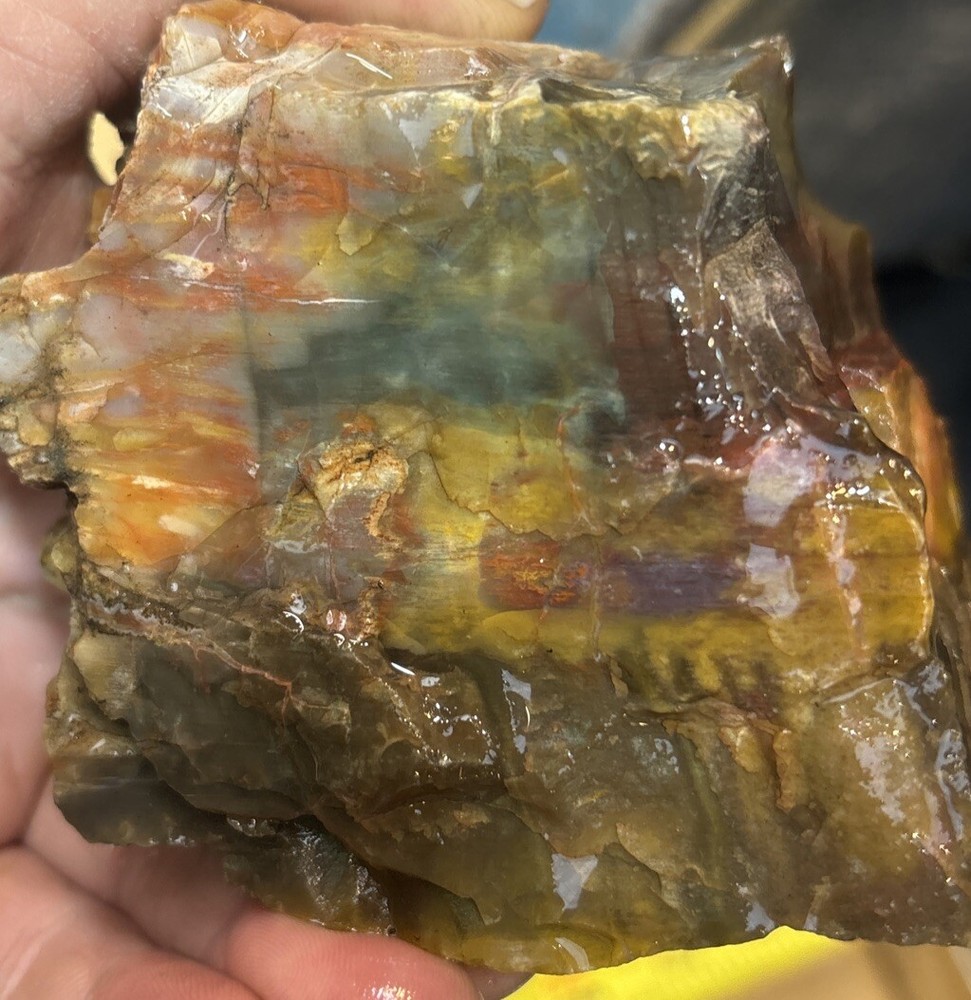 Colorful petrified wood