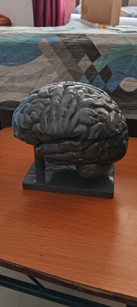 Human Brain Model 3D Printed - Neuroscience & Psychology Educational Replica