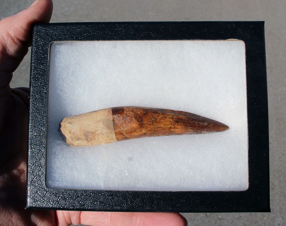 Authentic 4.0" Spinosaurus Tooth in Riker Mount