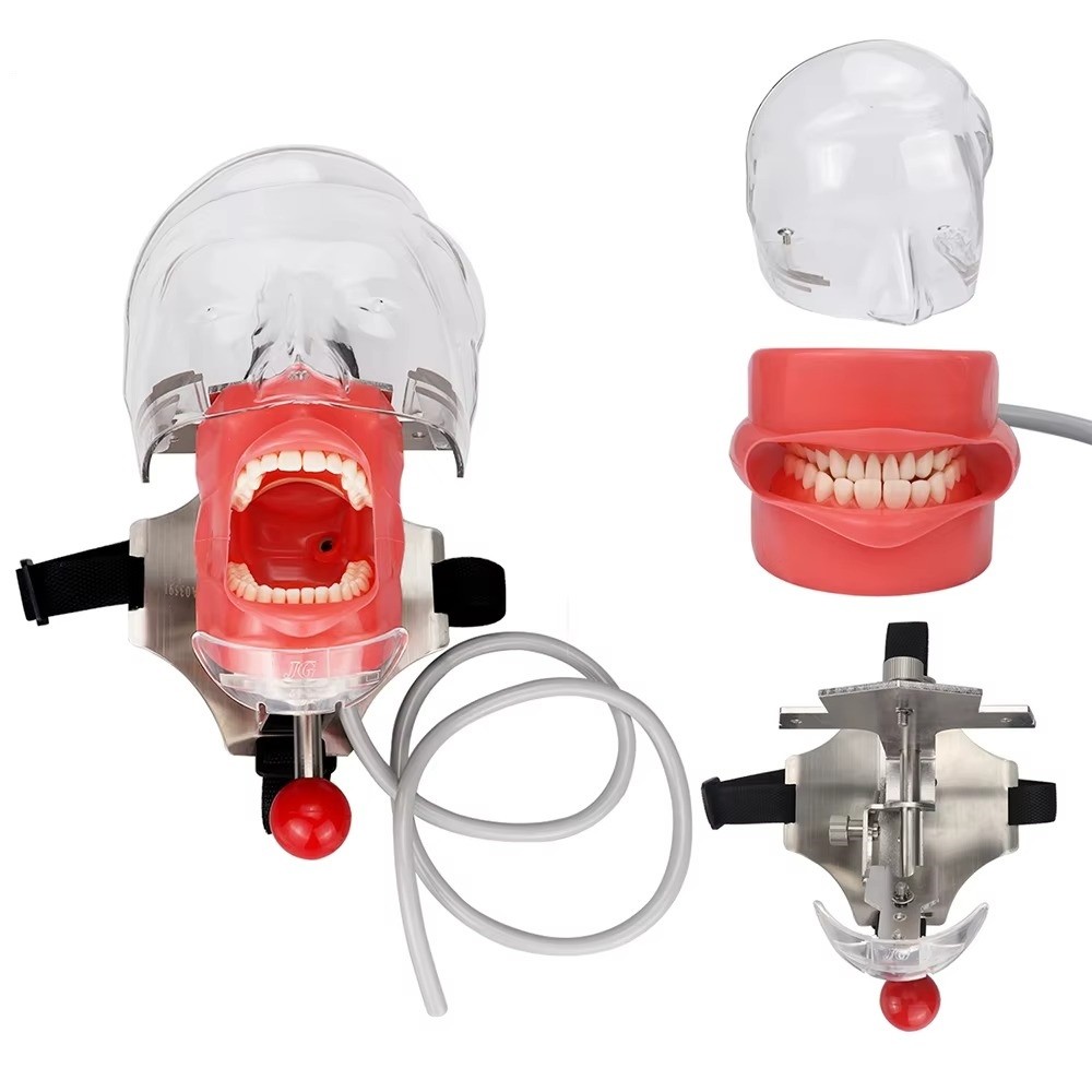 Dental Simulator Mannequin Head Dental Teeth Model Practicing Head Mold