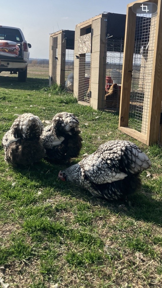 6+ Silver Laced English Orpington Hatching Eggs