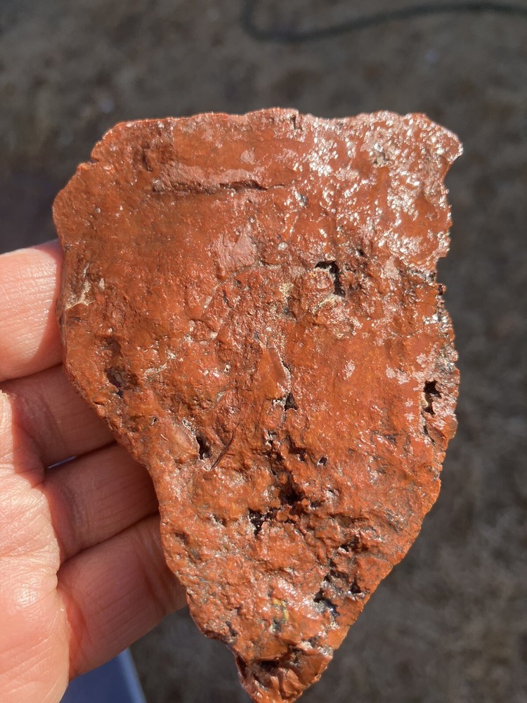 Arizona Petrified Wood