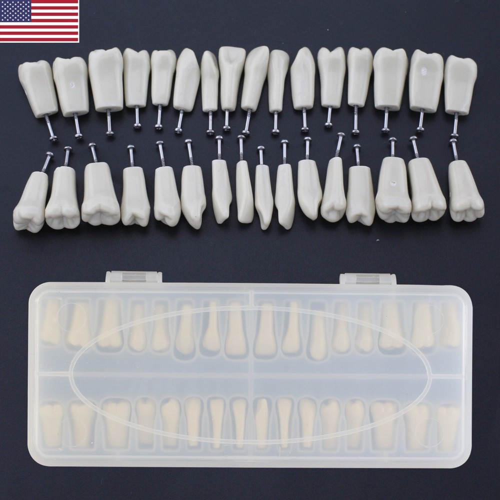 US Dental Typodont Model With 32pcs Removable Teeth Columbia Dentoform 860 Type