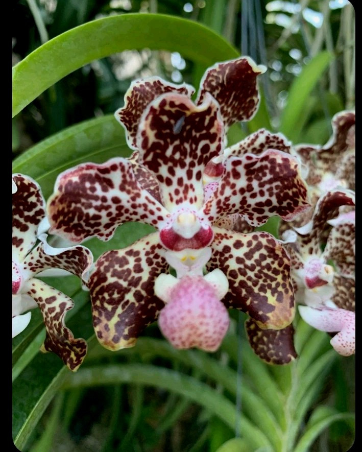 Vanda lombokensis