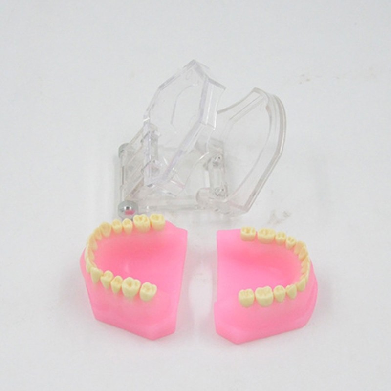 Typodont Teeth Model Typodont Study Model Detachable Teeth Model Teaching Tool