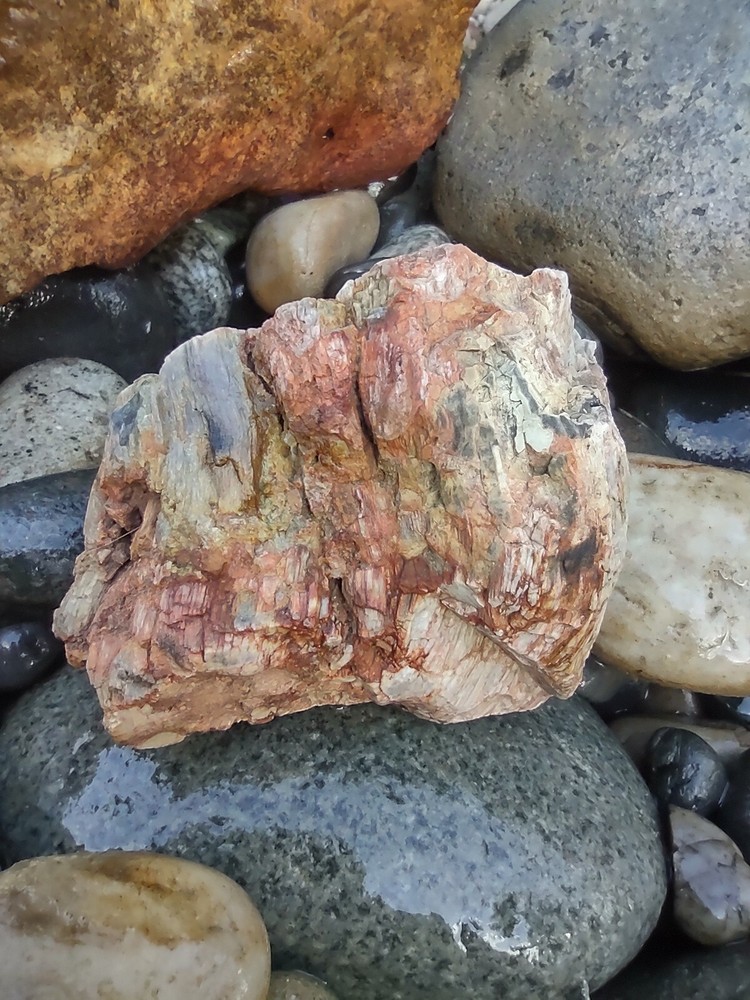 Petrified Opalized Wood Nice Display Colorful Chunk 10 Onces