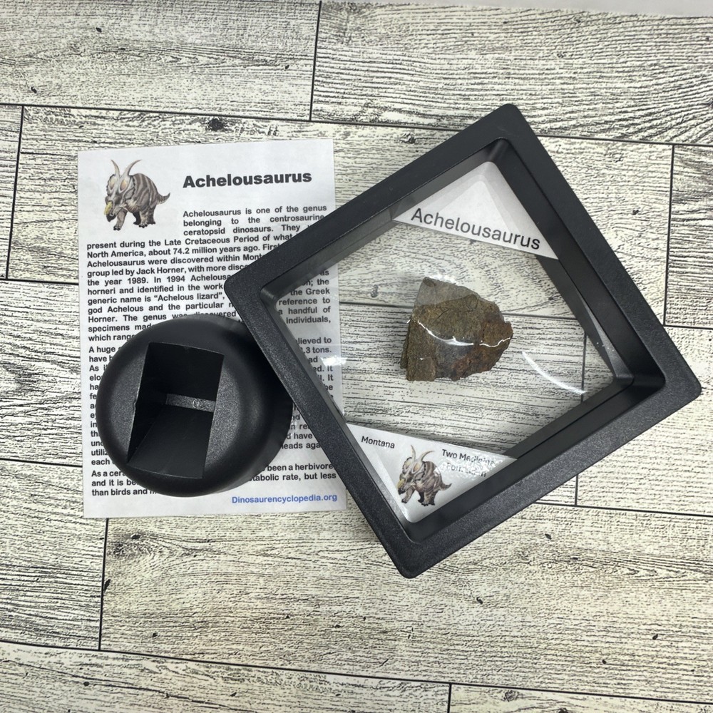 Achelousaurus Extinct Ceratops Dinosaur Bone Fossil in Display Case