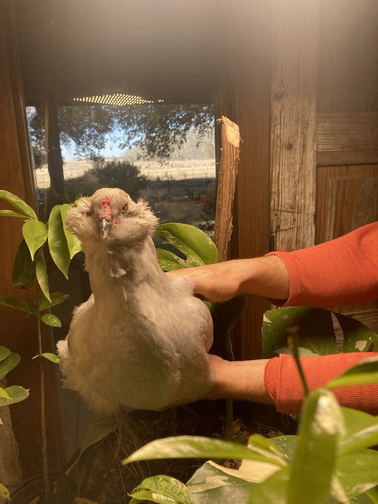 12 Lavender Ameraucana Hatching Eggs