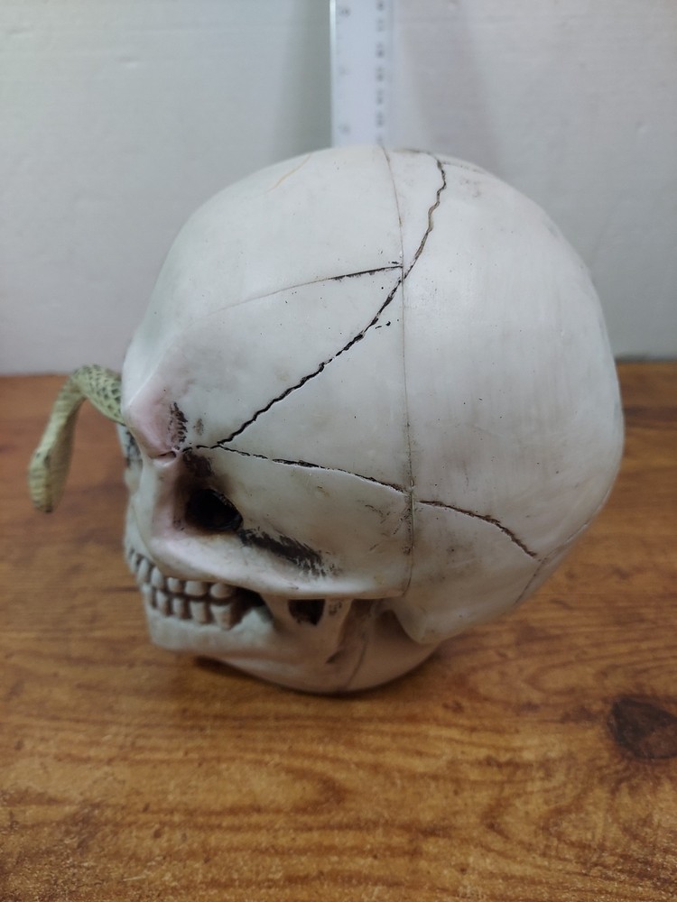Skull With Snake Decoration 6"