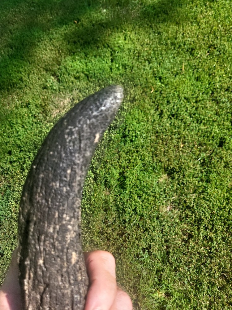 Historic Bison Horn Core Partial Skull river find