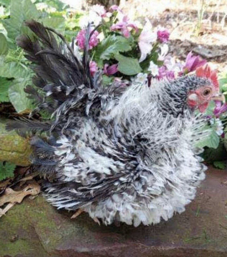 12 + Fertile Serama Chicken Hatching Eggs