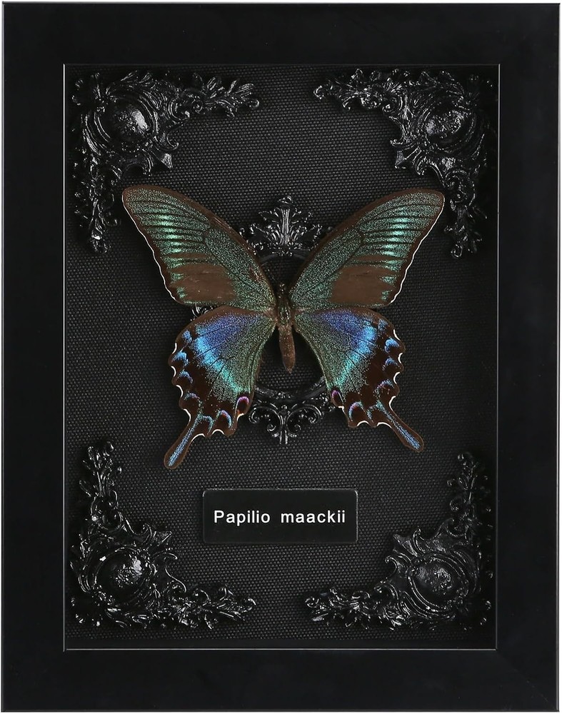 Black Swallowtail Butterfly Shadow Box - Display for Nature Lovers