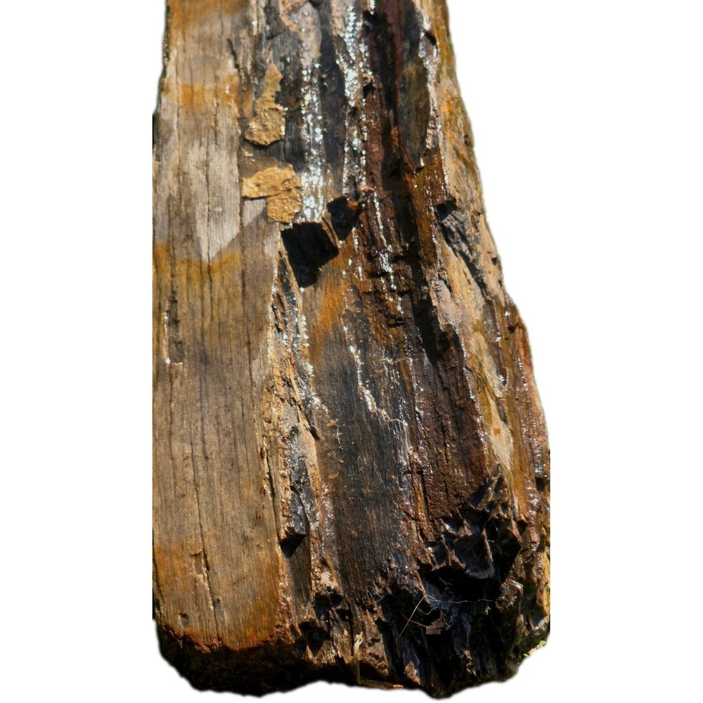 6lb Petrified Wood