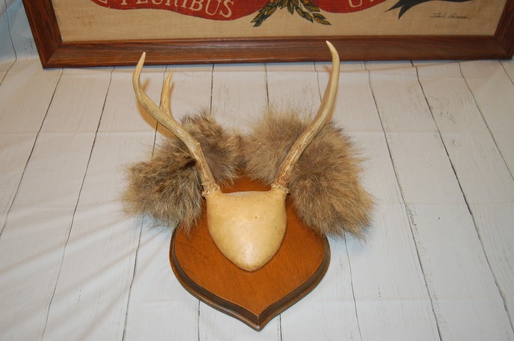 Plaque mounted Antlers