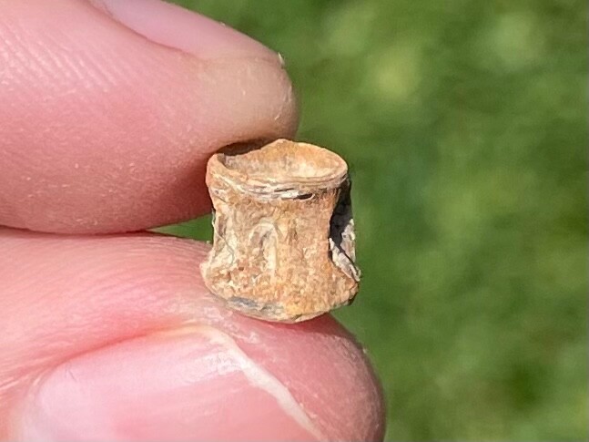 Texas Fossil Fish Vertebrae Cretaceous Age