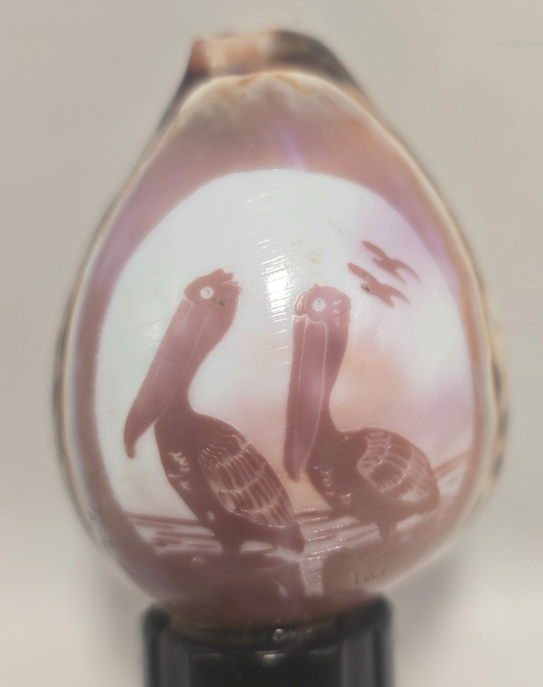 Vintage Etched Cowrie Shell Nightlight Pelicans